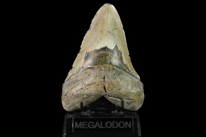 Huge, Fossil Megalodon Tooth - North Carolina #145413